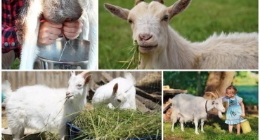 Co potřebujete krmit kozu, abyste zvýšili produkci mléka, metody doma